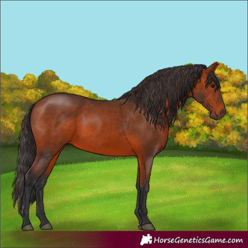 Horse Color:Bay 