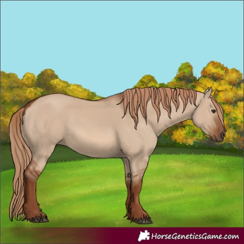 Horse Color:Red Dun 