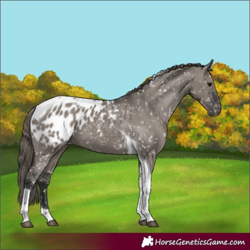 Horse Color:Grullo Tobiano Appaloosa 