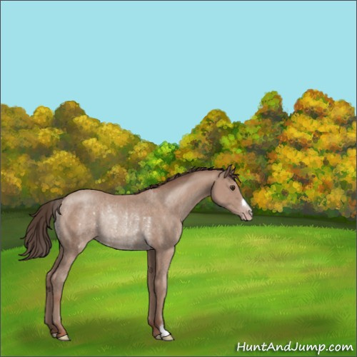 Horse Color:Classic Champagne Rabicano 