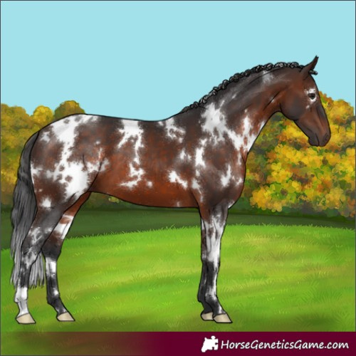 Horse Color:White Spotted Brown 