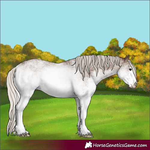 Horse Color:White Spotted Silver Black Rabicano 