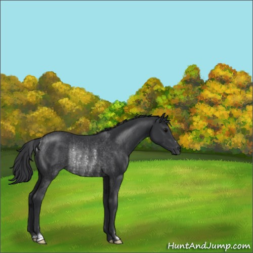 Horse Color:Black Rabicano 