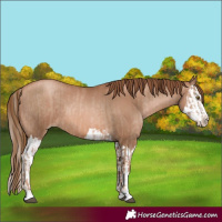 Horse Color:Liver Chestnut Pearl  and Liver Chestnut Pearl Splash 