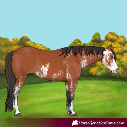 Horse Color:Bay Sabino  and Bay Sabino 