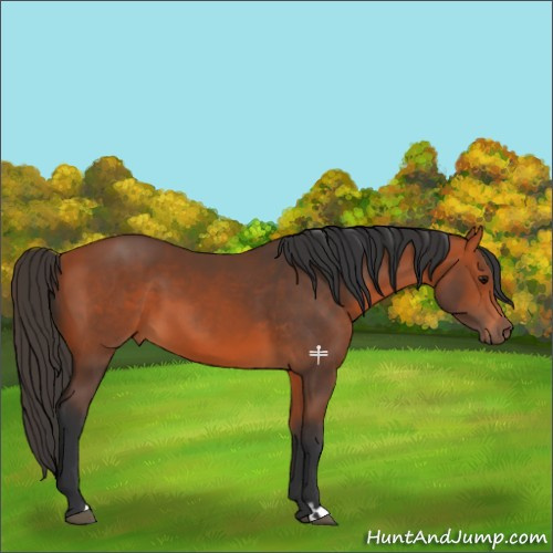 Horse Color:Bay 