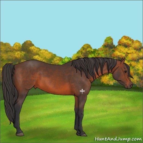 Horse Color:Brown 