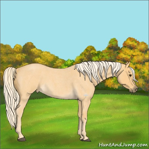 Horse Color:Palomino Roan 