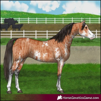 Horse Color:Bay Sabino  and Bay Dun Sabino 