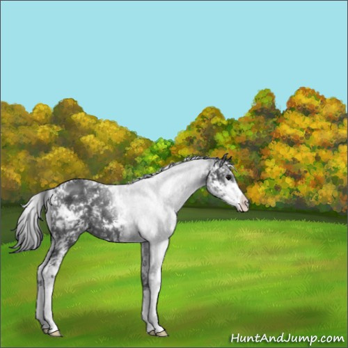 Horse Color:Black Sabino Appaloosa Rabicano 