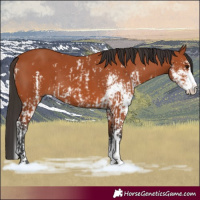 Horse Color:Bay Sabino  and Bay Sabino 