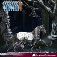 Horse Color:Black Appaloosa