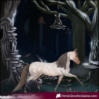 Horse Color:Bay Roan Appaloosa