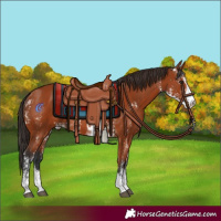 Horse Color:Bay Sabino  and Bay Sabino 