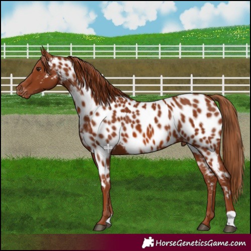 Horse Color:Chestnut Appaloosa 