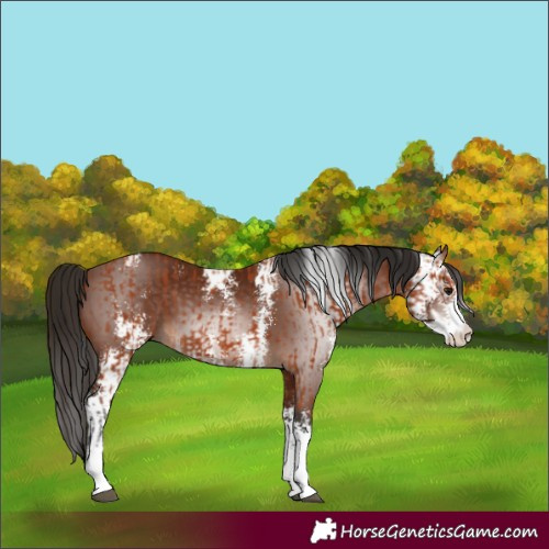 Horse Color:Bay Sabino  and Gray Bay Sabino 