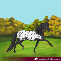 Horse Color:Black Near Leopard Rabicano