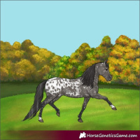 Horse Color:Grullo Appaloosa 