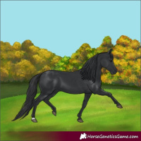 Horse Color:Black 