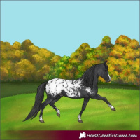 Horse Color:Black Appaloosa 