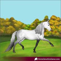 Horse Color:Gray Black 