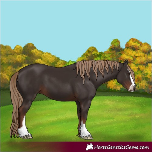 Horse Color:Liver Chestnut Sabino 