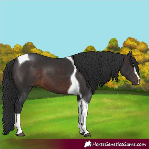 Horse Color:Brown Sabino Tobiano 