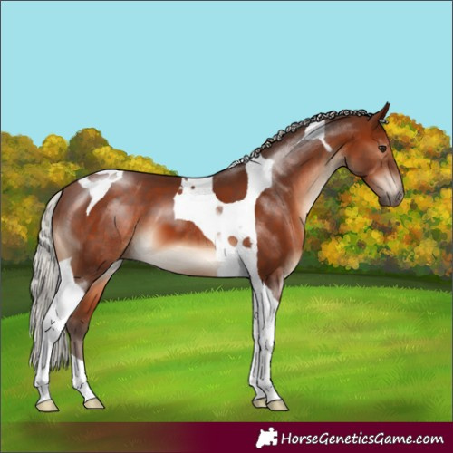 Horse Color:Silver Brown Tobiano 