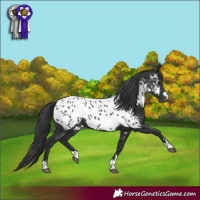 Horse Color:Black Near Leopard 