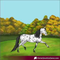Horse Color:Black Appaloosa 