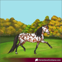 Horse Color:Brown Appaloosa 