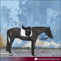 Horse Color:Smoky Black 