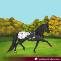 Horse Color:Black Appaloosa 