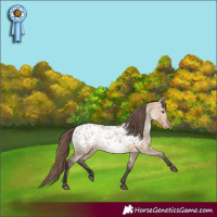 Horse Color:Bay Dun Appaloosa 