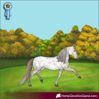Horse Color:Bay Dun Appaloosa 