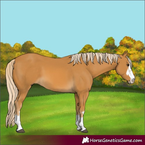 Horse Color:Palomino