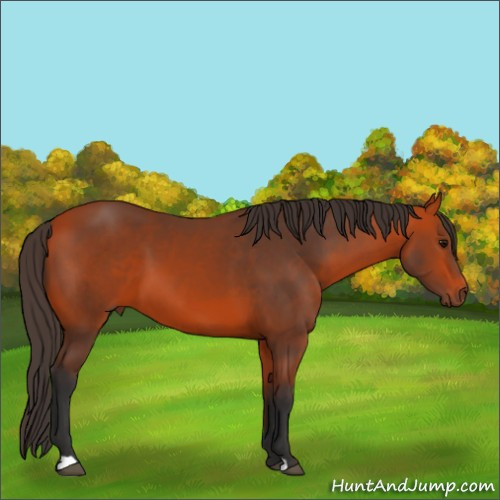 Horse Color:Bay 
