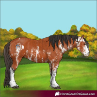 Horse Color:Bay Sabino  and Bay Sabino 