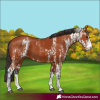 Horse Color:Bay Sabino  and Bay Sabino 