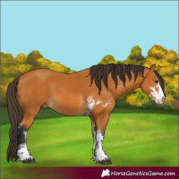 Horse Color:Buckskin Sabino and Buckskin Sabino