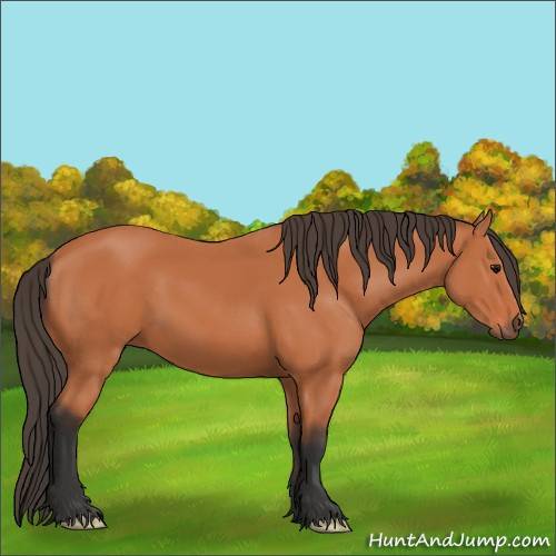 Horse Color:Bay 