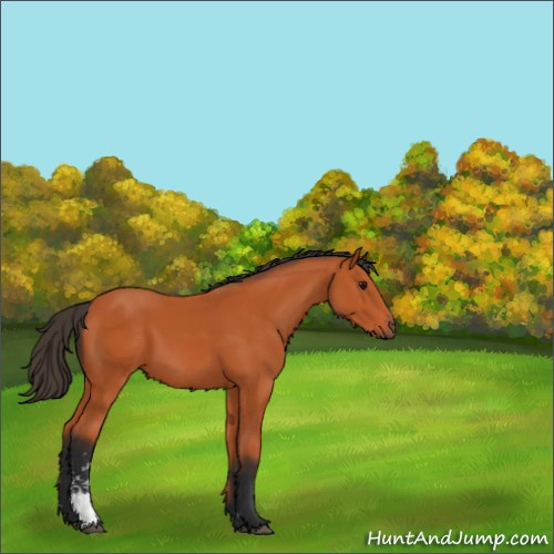 Horse Color:Bay Sabino 