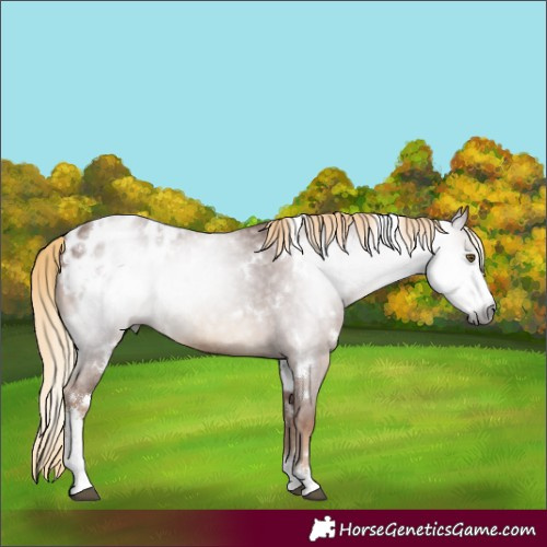 Horse Color:Gray White Spotted Chestnut Sabino Blanket
