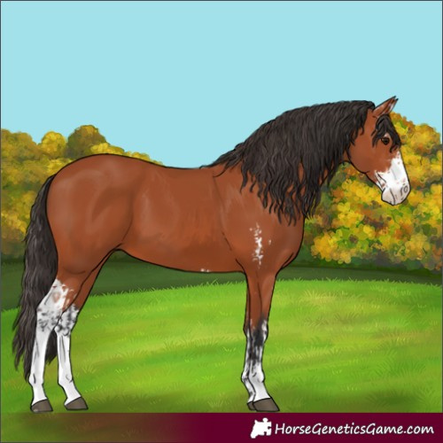 Horse Color:Bay Sabino  and Bay Sabino 