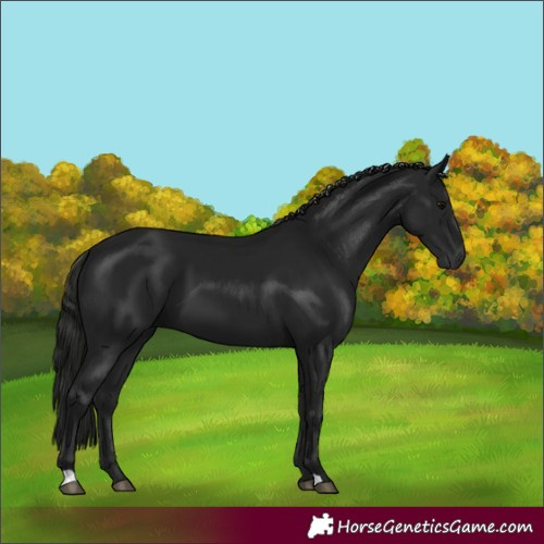 Horse Color:Gray Black 