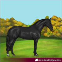 Horse Color:Gray Black 