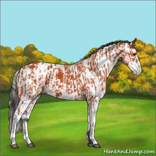 Horse Color:Bay Sabino  and Bay Sabino 