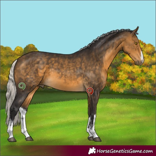 Horse Color:White Spotted Silver Buckskin 