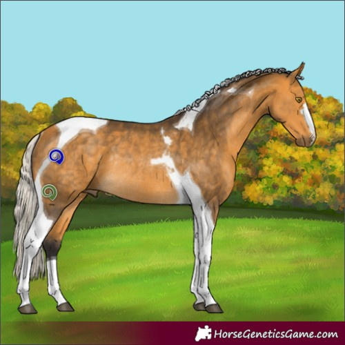 Horse Color:Silver Buckskin Tobiano Rabicano 