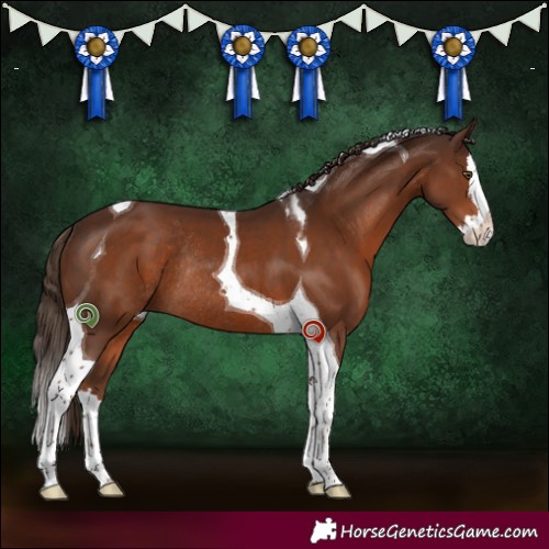 Horse Color:Liver Chestnut Splash Tobiano Rabicano 
